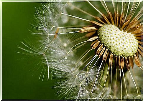 Dandelion to purify the kidney