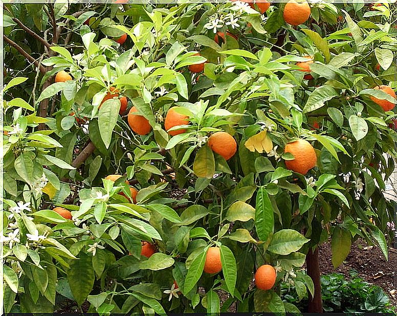 Orange tree to combat stress