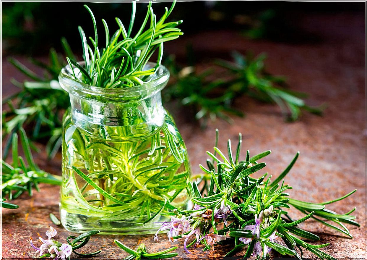 medicinal plants for energy: rosemary