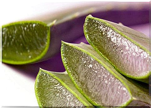 Medicinal plants for energy: aloe vera