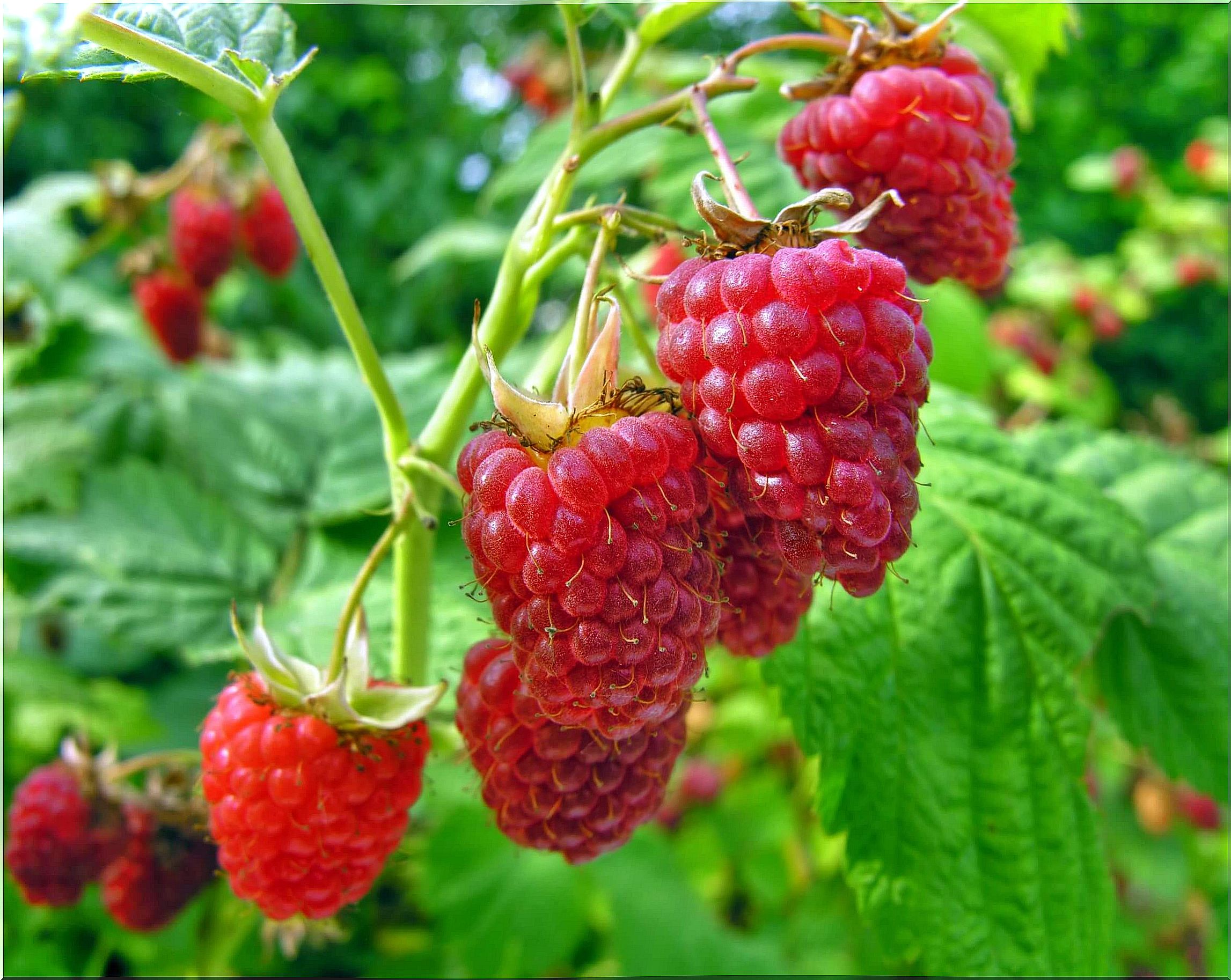 Raspberries are abundant in Europe.